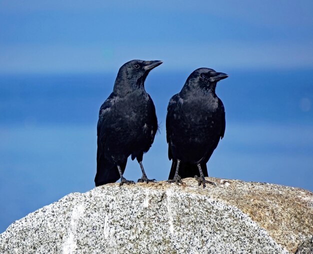 Gli uccelli appoggiati sulla roccia