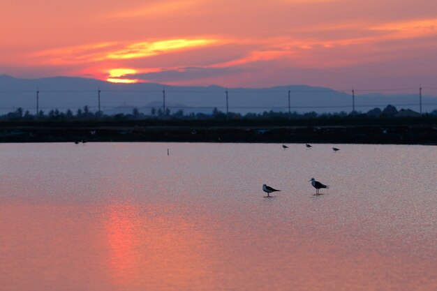 Gli uccelli del cavaliere d&#39;Italia sul campo del sale al tramonto