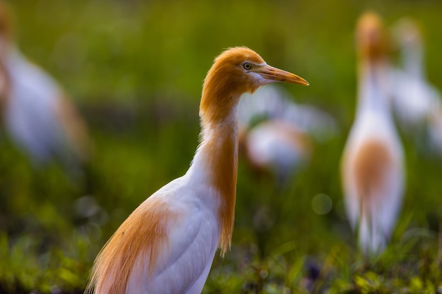 Gli uccelli garzetta bianca egretta garzetta sono in piedi in una risaia acquosa in cerca di cibo è una specie di piccolo airone della famiglia Ardeidae