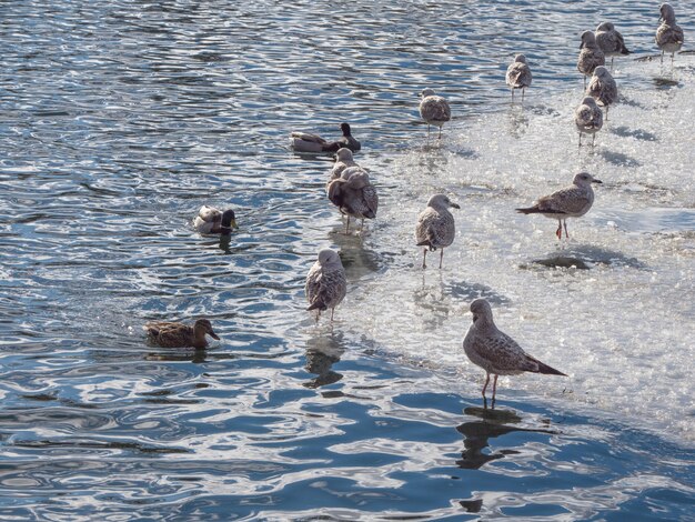 Gli uccelli in primavera. La popolazione di cormorani nell'acqua blu in inverno.