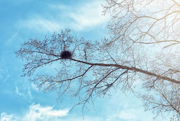 Gli uccelli nidificano contro il cielo sull'albero spoglio