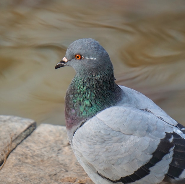 gli uccelli piccioni nel parco in strada