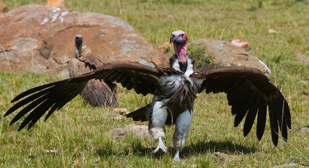 Gli uccelli predatori sono seduti a terra Kenya Tanzania Safari Africa orientale