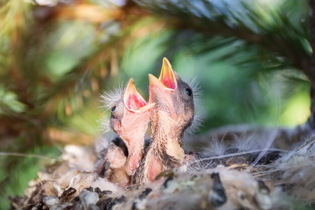 Gli uccellini in un nido su un ramo di un albero si chiudono in primavera alla luce del sole