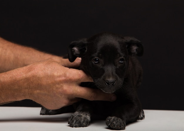 Gli uomini delle mani tengono attentamente un piccolo cane su uno sfondo nero. riprese in studio