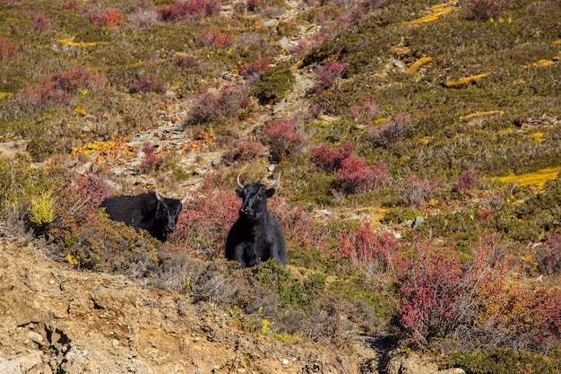 Gli yak neri pascolano sulle alte montagne