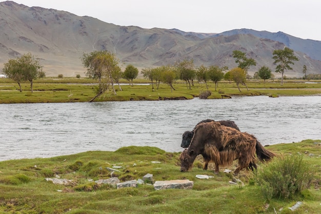 Gli yak pascolano nella steppa vicino al fiume dell'Altai mongolo.