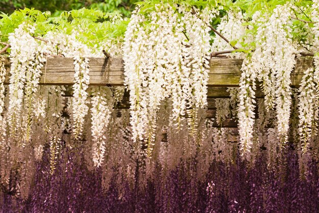 Glicine giapponese nel giardino giapponese.