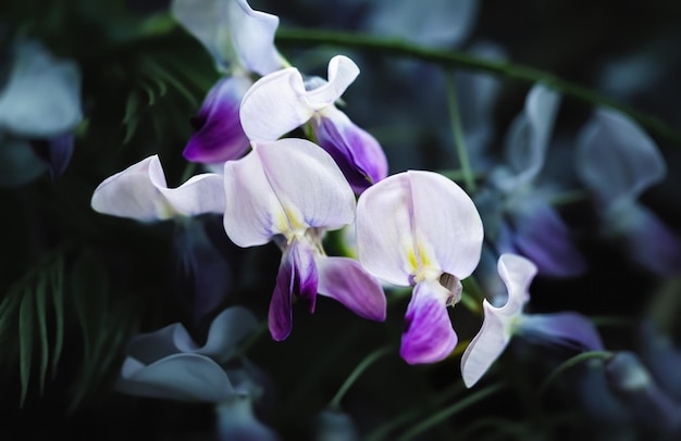 Glicine viola in fiore da vicino