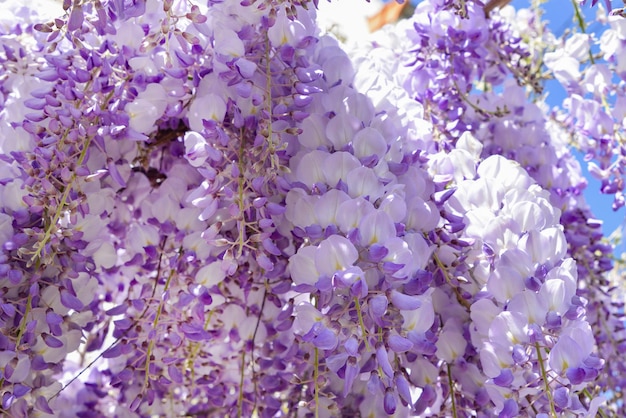 Glicine viola in fiore in primavera in Francia