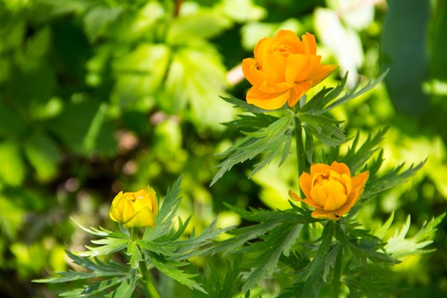 Globeflower Trollius asiaticus su aiuola in giardino