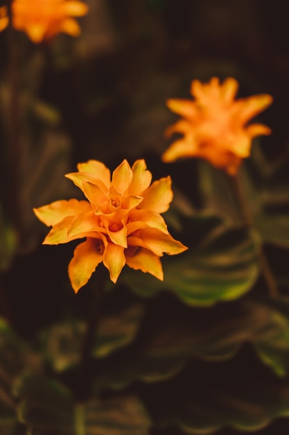 Globo decorativo floreale che cresce nel giardino primaverile Fiori arancioni lussureggianti crescono nell'aiuola Fiori primaverili luminosi da vicino Sfondo dai colori vivaci