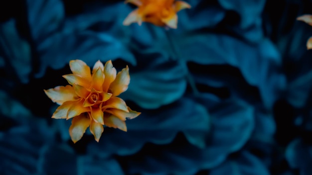 Globo decorativo floreale che cresce nel giardino primaverile Fiori arancioni lussureggianti crescono nell'aiuola Fiori primaverili luminosi da vicino Sfondo dai colori vivaci