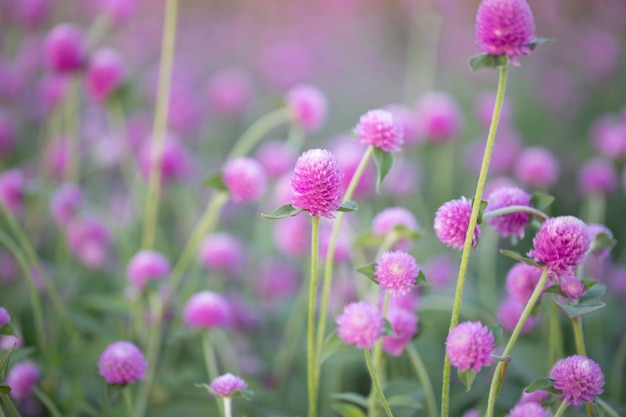 Globo rosa amaranto o fiore pulsante Bachelor in giardino per lo sfondo. sfondo sfocato