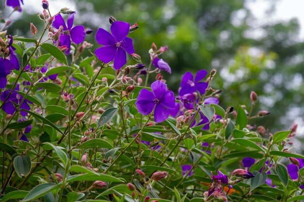 Glory bush flower Tibouchina urvilleana noto come Lasiandra Princess flower Pleroma e Purple glory