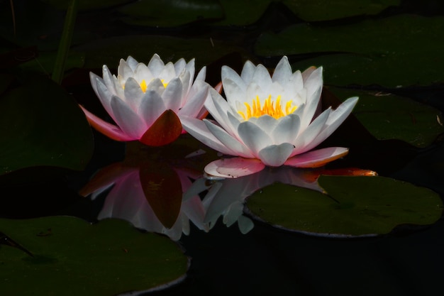 Glowing Water Lilly con la riflessione