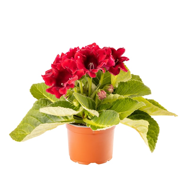 Gloxinia in un vaso di fiori