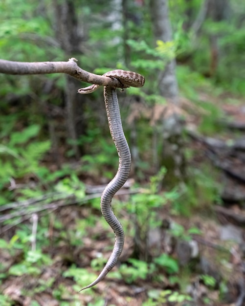 Gloydius halys su un bastone nella foresta