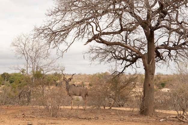 Gnu africano con uccelli nella savana nel Parco Nazionale Kruger