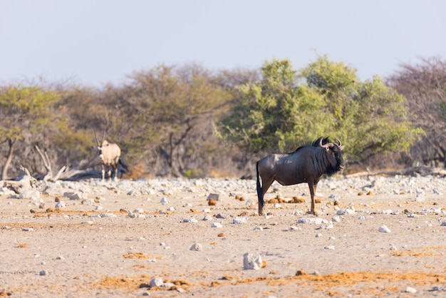 Gnu blu che cammina nel cespuglio. Safari della fauna selvatica nel Parco nazionale di Etosha, famosa destinazione di viaggio in Namibia, Africa.