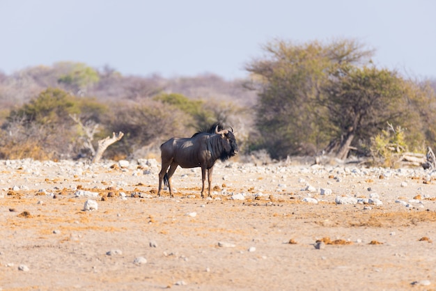 Gnu blu che cammina nel cespuglio. Safari della fauna selvatica nel Parco nazionale di Etosha