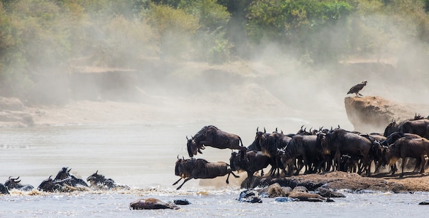 Gnu che salta nel fiume Mara. Grande migrazione. Kenya. Tanzania. Parco Nazionale Masai Mara.