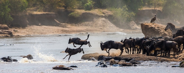 Gnu che salta nel fiume Mara. Grande migrazione. Kenya. Tanzania. Parco Nazionale Masai Mara.