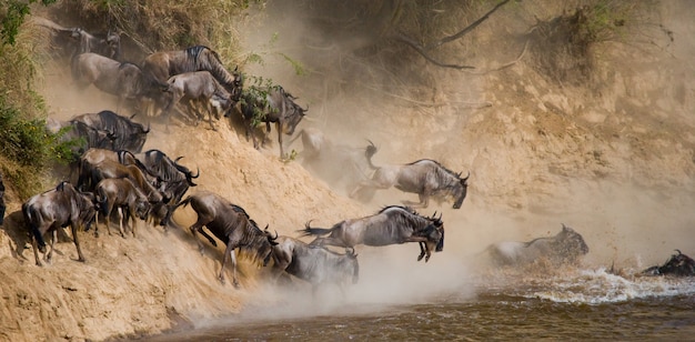 Gnu che salta nel fiume Mara