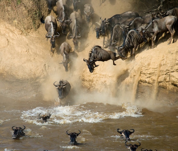 Gnu che salta nel fiume Mara