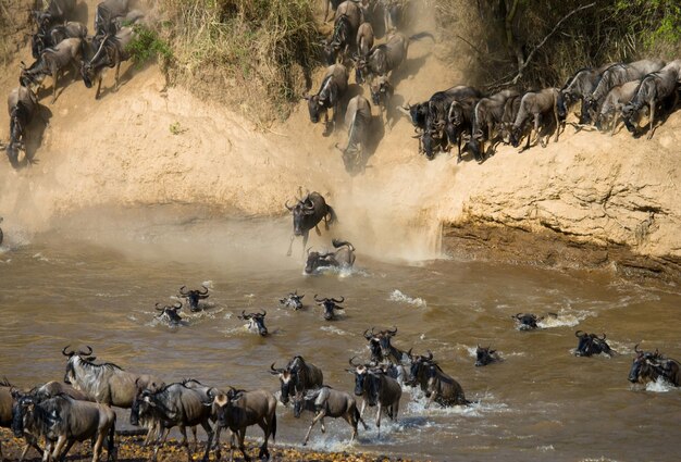 Gnu che salta nel fiume Mara