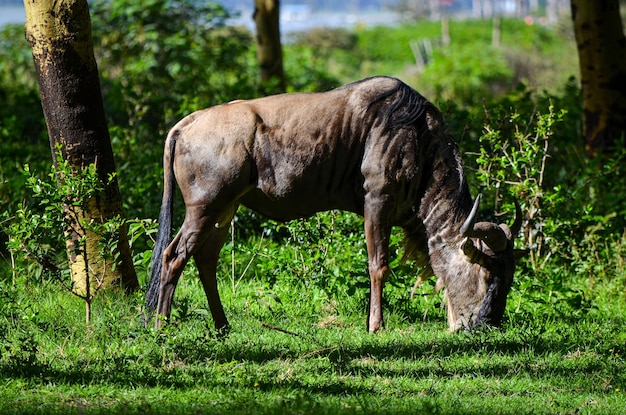 Gnu gnu mangiare erba nel Parco Naivasha Kenya Africa