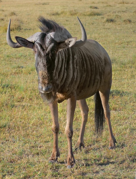 Gnu in Sudafrica