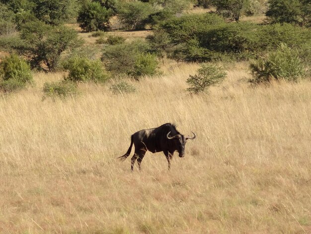 Gnu in Sudafrica