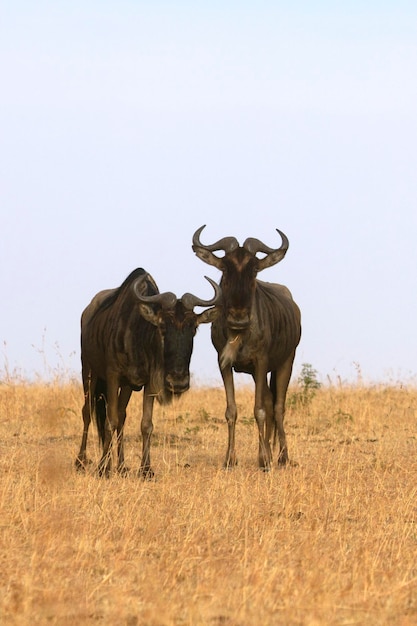 gnu nella savana africana alle prime luci vicino al fiume Mara