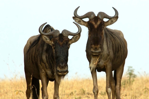 gnu nella savana africana alle prime luci vicino al fiume Mara