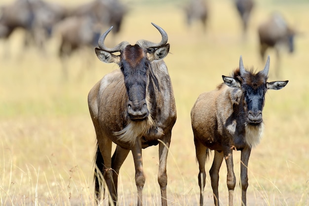 Gnu nella savana, parco nazionale del Kenya, Africa