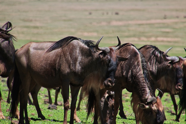 Gnu safari in Kenia e Tanzania, Africa