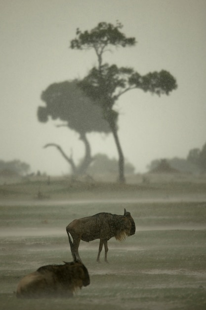 Gnu sotto la pioggia nel Serengeti, Tanzania, Africa