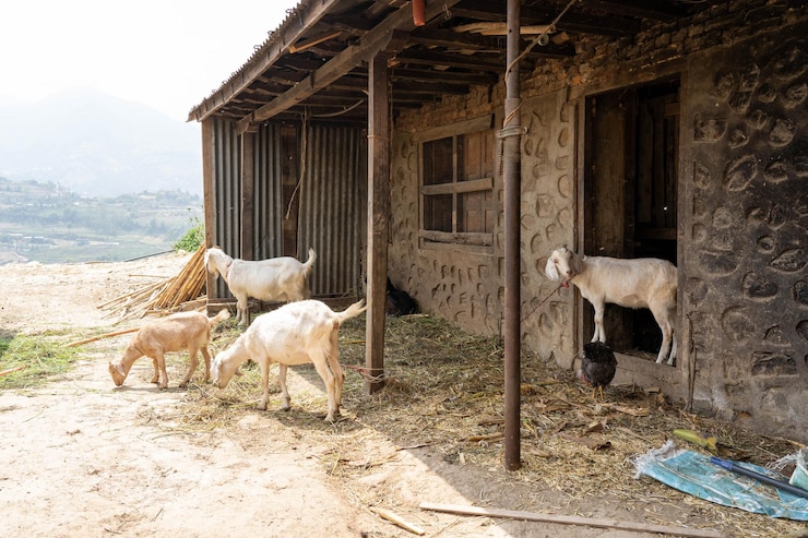 Photo goats on field