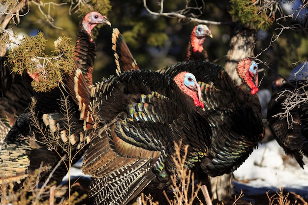 Gobblers selvaggi della Turchia americana