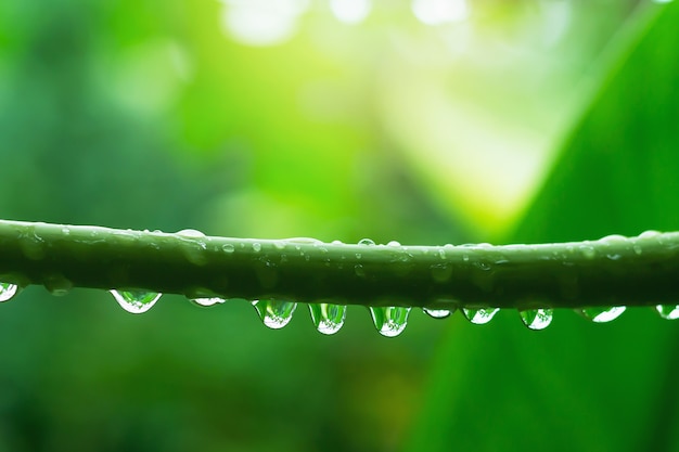 Gocce d'acqua attaccate ai rami dopo la pioggia