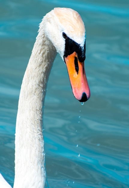 Gocce d'acqua che cadono dalla testa di un cigno sullo sfondo dell'acqua turchese