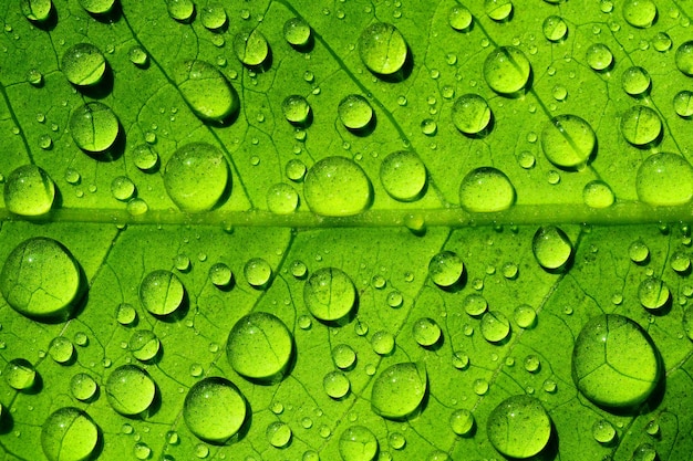 gocce d'acqua che spruzzano sulla foglia verde