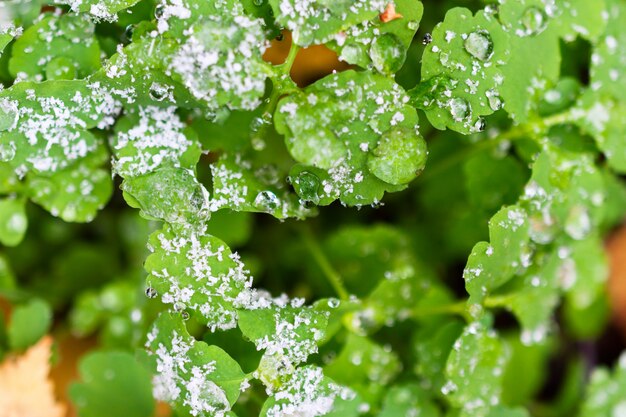 Gocce d'acqua congelata su foglie verdi