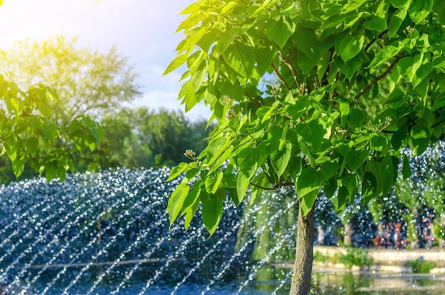 Gocce d'acqua da una fontana sullo sfondo di un albero Catalpa