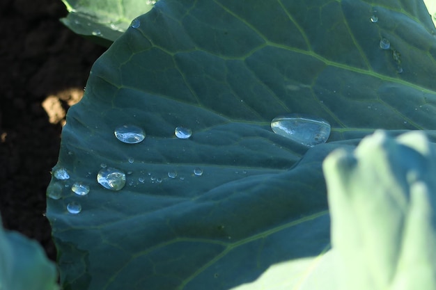 gocce d'acqua dopo la pioggia su una foglia verde nel primo piano dell'orto