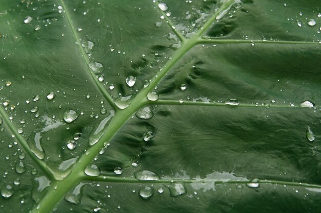 Gocce d&#39;acqua fresca su foglia