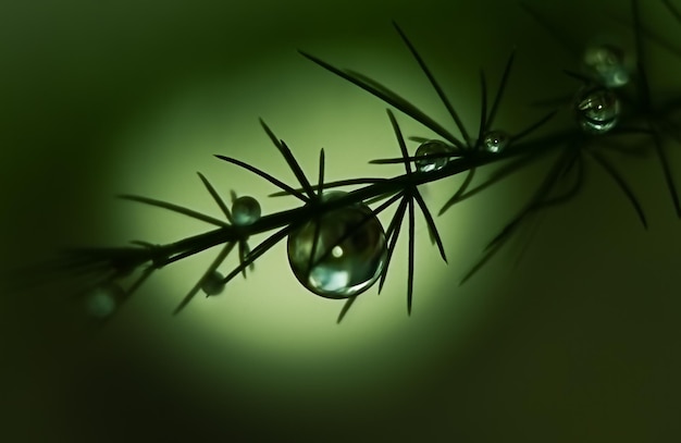 Gocce d'acqua nei toni del verde in silhouette