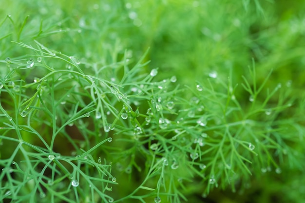 Gocce d&#39;acqua su Dill