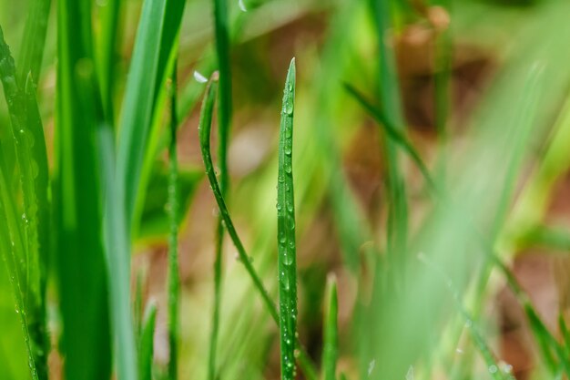 Gocce d&#39;acqua su fili d&#39;erba